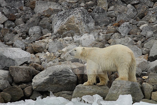 IJsbeer lopend op rotsen; Polar Bear walking on rocks stock-image by Agami/Chris van Rijswijk,