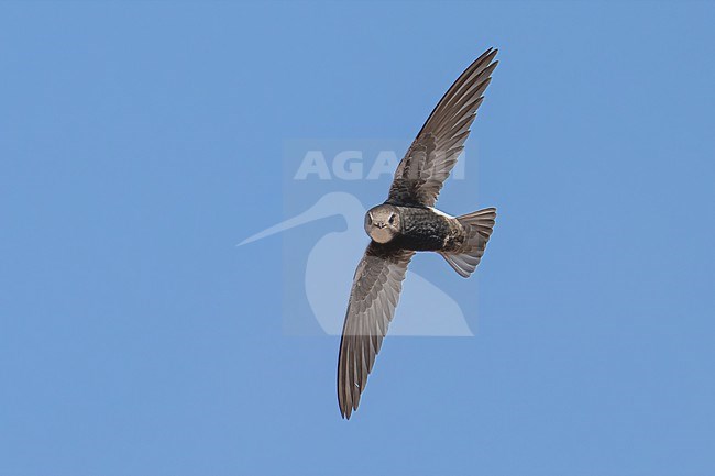 Plain Swift (Apus affinis) flying against blue sky in Namibia. stock-image by Agami/Marcel Burkhardt,