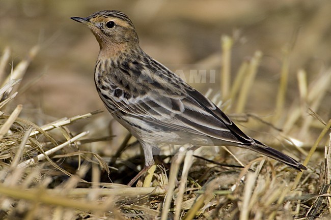 Red-throated Pipit adult standing; Roodkeelpieper volwassen staand stock-image by Agami/Daniele Occhiato,