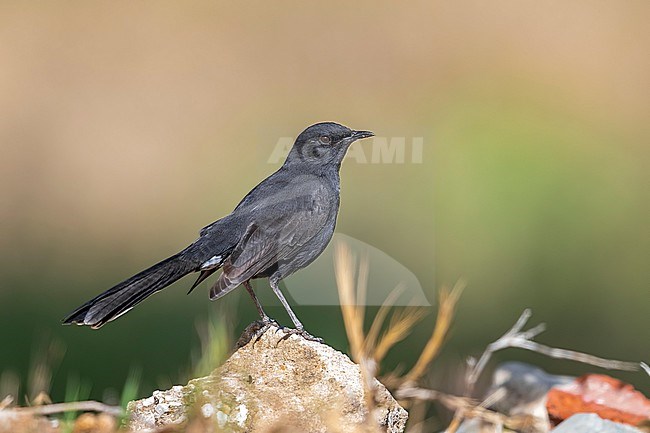 Probably 1st winter female Black Scrub Robin (Cercotrichas podobe) sitting on the ground in Lahami Bay Resort, Berenice, Egypt. stock-image by Agami/Vincent Legrand,