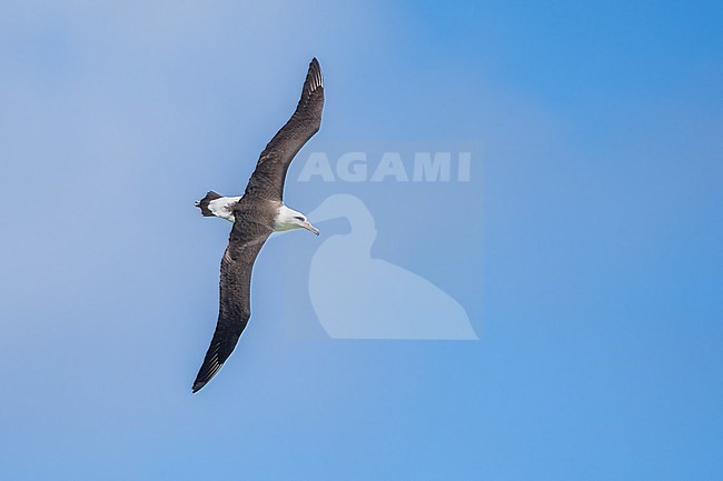 Adult
Kahuku, Oahu, HI
March 2022 stock-image by Agami/Brian E Small,