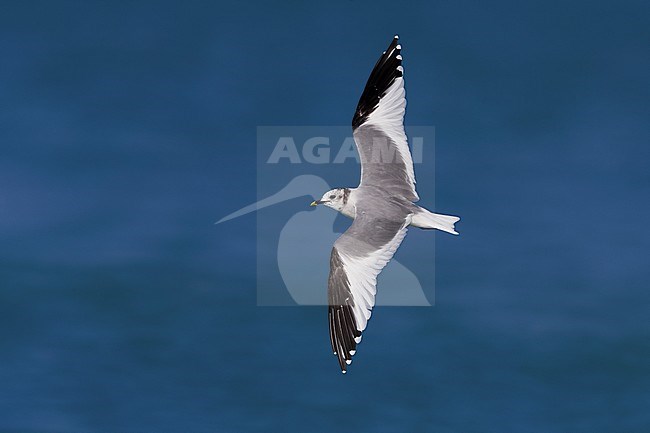 Sabine's Gull; Xema sabini stock-image by Agami/Daniele Occhiato,