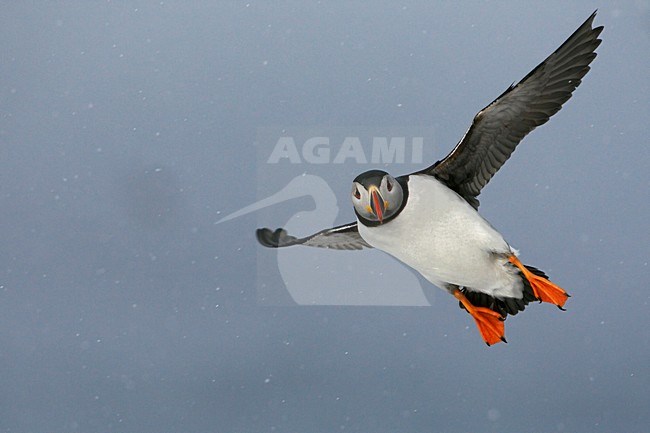 Papegaaiduiker vliegend in de sneeuw; Atlantic Puffin flying in snow stock-image by Agami/Jari Peltomäki,