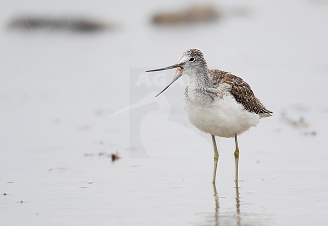 Groenpootruiter gapend; Common Greenshank yawning stock-image by Agami/Markus Varesvuo,