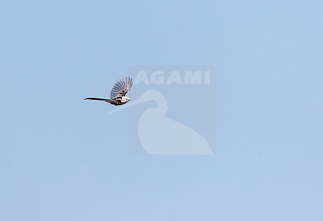 Flying adult Long-tailed Tit (Aegithalos caudatus) in Almere, Flevopolder, in the Netherlands. stock-image by Agami/Marc Guyt,