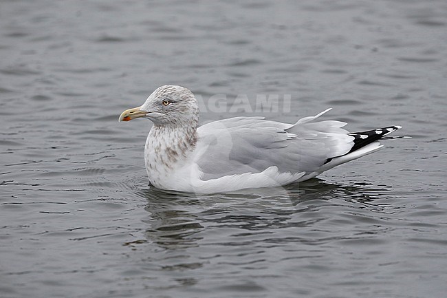 American Herring Gull, Amerikaanse Zilvermeeuw, Larus smithonianus stock-image by Agami/Chris van Rijswijk,