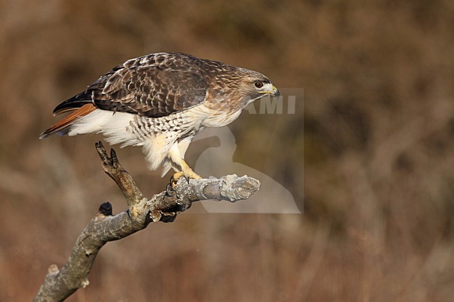 Roodstaartbuizerd zittend op tak; Red-tailed Hawk perched on branch stock-image by Agami/Chris van Rijswijk,