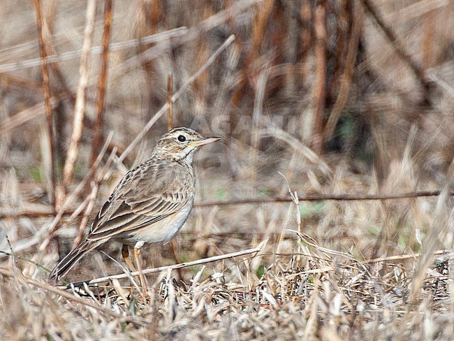 Paddyfield Pipit (Anthus rufulus) standing in dry grass during winter in a inter Himalayan valley. Also known as Oriental Pipit. stock-image by Agami/Marc Guyt,