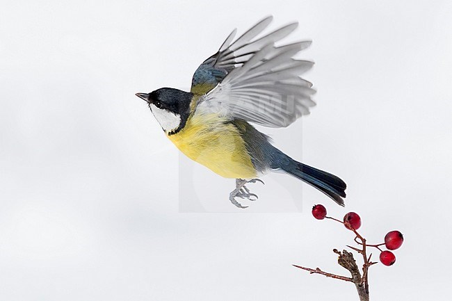 Great Tit (Parus major aphrodite), adult taking off from a hawthorn branch stock-image by Agami/Saverio Gatto,