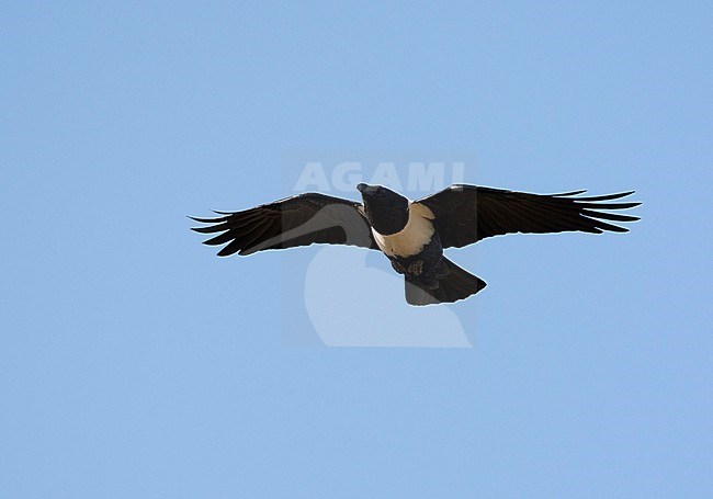 Schildraaf, Pied Crow stock-image by Agami/Roy de Haas,
