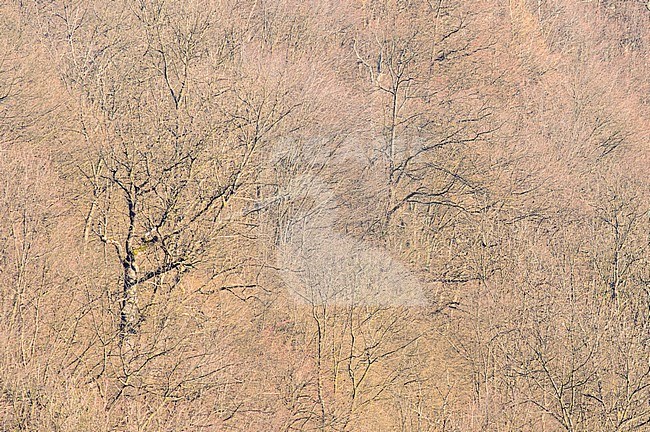 Eiken bos in de winter, Oak forest in winter stock-image by Agami/Rob de Jong,