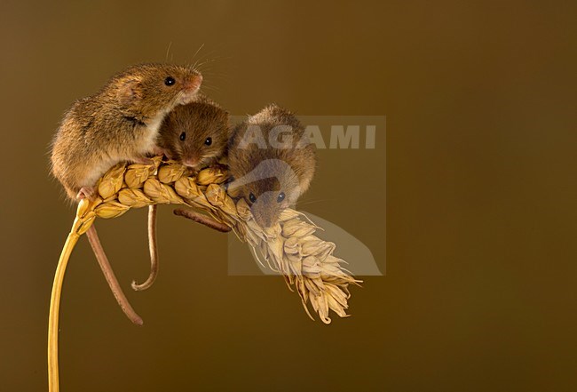 Dwergmuis op tarwepluim; Harvest mice climbing on wheat stock-image by Agami/Danny Green,