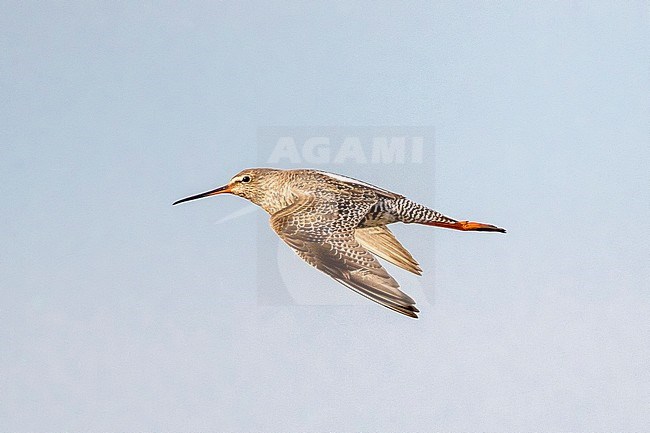 Flying Spotted Redshank (Tringa erythropus) in winter plumage at the Ebro Delta in Spain. Showing upper wing. stock-image by Agami/Rafael Armada,