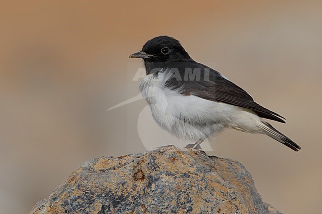 Adult male Hume's wheatear (Oenanthe albonigra) perched on a rock in Oman. stock-image by Agami/Daniele Occhiato,