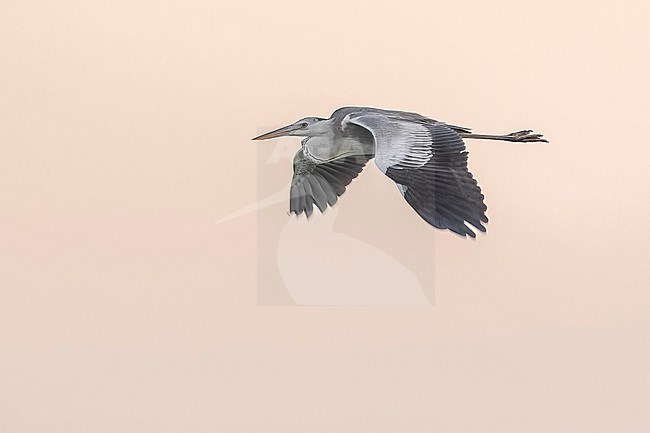 Immature Mauritanian Heron (Ardea monicae) flying at sunset over the shore of Lamhiriz harbour, Western Sahara, Morocco. stock-image by Agami/Vincent Legrand,