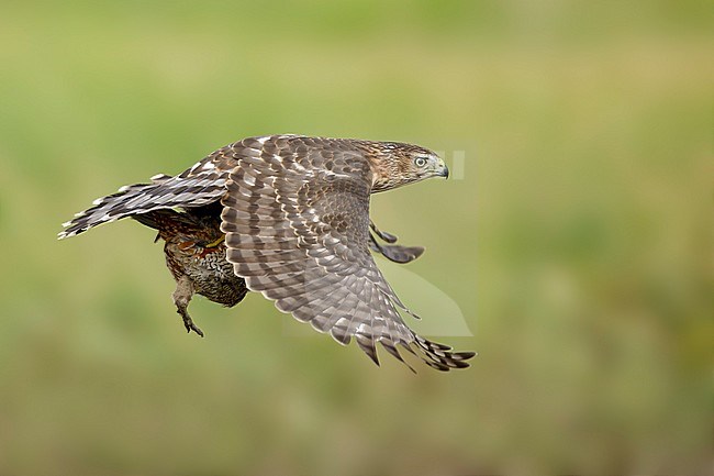 Immature Cooper's Hawk (Accipiter cooperii) in flight over Chambers County, Texas, USA. Seen from the side, in flight carrying a prey in it’s talons. stock-image by Agami/Brian E Small,