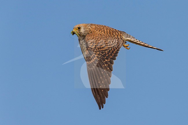 Vrouwtje Kleine torenvalk in vlucht met prooi, Lesser Kestrel female in flight with prey stock-image by Agami/Daniele Occhiato,