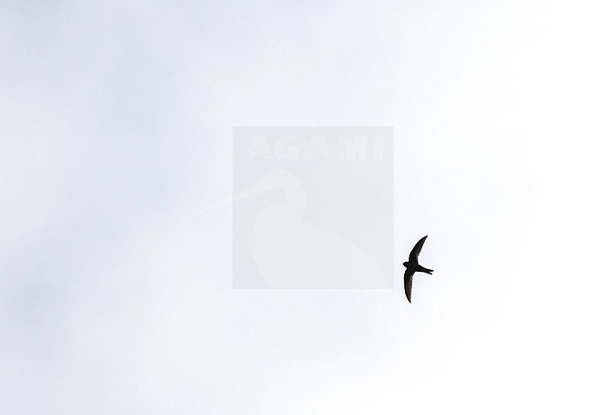 Black Swift (Cypseloides niger) in flight over the island Dominica in the Lesser Antilles, Central America. stock-image by Agami/Pete Morris,