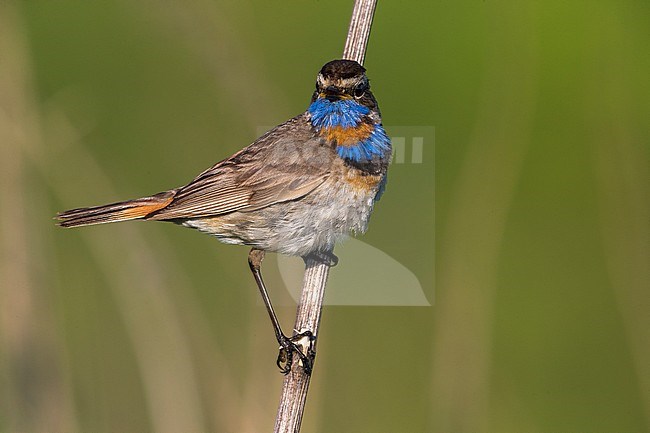 Red-spotted Bluethroat, Roodgesterde Blauwborst stock-image by Agami/Daniele Occhiato,