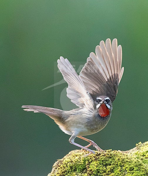 Male Siberian Rubythroat (Luscinia calliope) taking off from a rock in China, with wings raised above its body. stock-image by Agami/Marc Guyt,