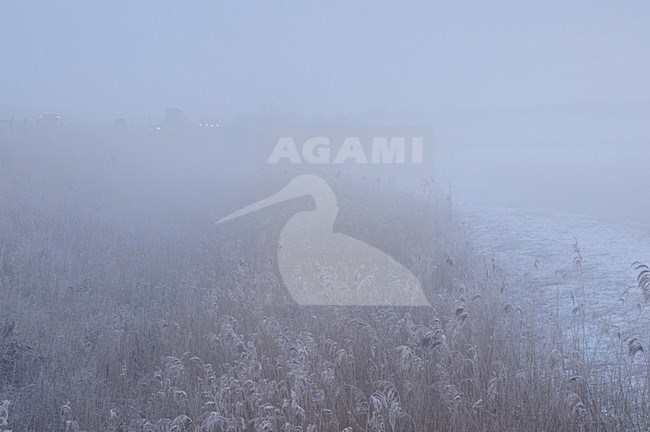  stock-image by Agami/Rob Riemer,