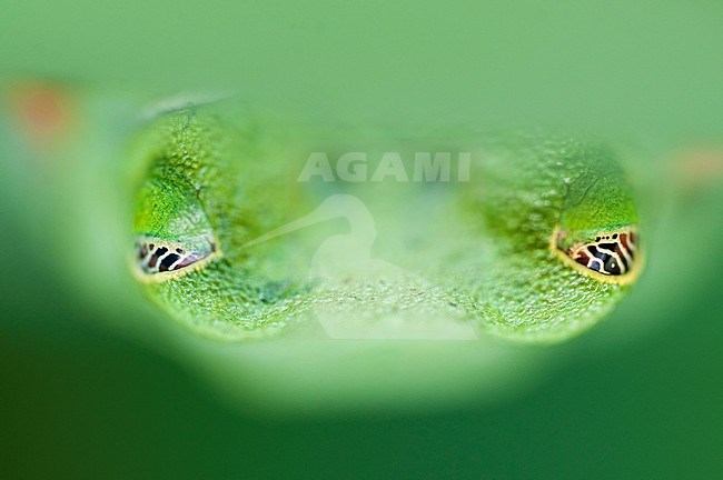 Roodoogmaki; Red-eyed Tree Frog stock-image by Agami/Bence Mate,