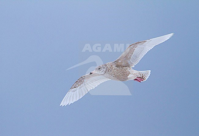 Glaucous Gull (Larus hyperboreus ssp. hyperboreus), Norway, 2 cy stock-image by Agami/Ralph Martin,