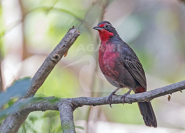 Rosy Thrush-Tanager, Rhodinocichla rosea, in Western Mexico. stock-image by Agami/Pete Morris,