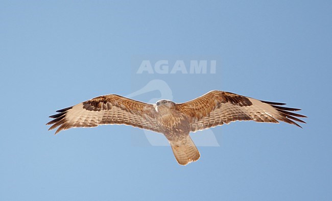 Steppebuizerd in de vlucht; Steppe Buzzard in flight stock-image by Agami/Markus Varesvuo,