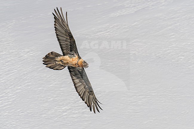 Adult  Bearded Vulture (Gypaetus barbatus) flying over snow covered moutain landscape in the swiss alps. stock-image by Agami/Marcel Burkhardt,