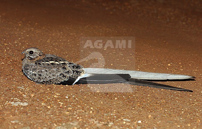 Adult male Pennant-winged Nightjar (Caprimulgus vexillarius) resting on the side of the road in Uganda. stock-image by Agami/Pete Morris,