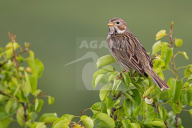 Corn Bunting, Emberiza calandra, in Italy. stock-image by Agami/Daniele Occhiato,