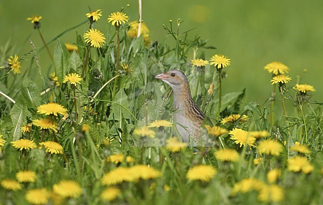 Corn Crake calling; Kwartelkoning roepend stock-image by Agami/Jari Peltomäki,