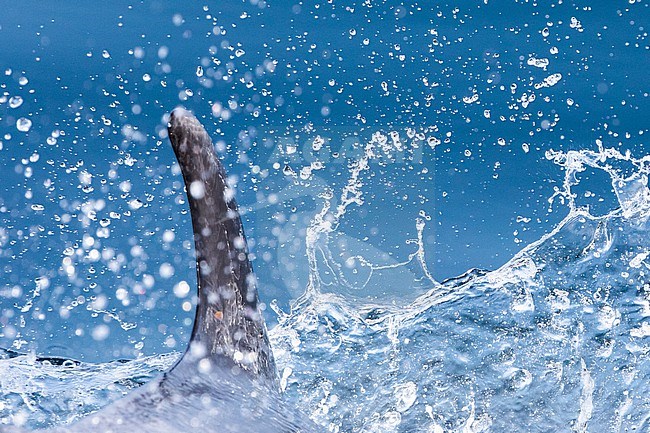 Dorsal fin of a Bottlenose dolphin (Delphinus truncatus) swimming among the waves and splashes, with a blue background, in Brittany, France. stock-image by Agami/Sylvain Reyt,