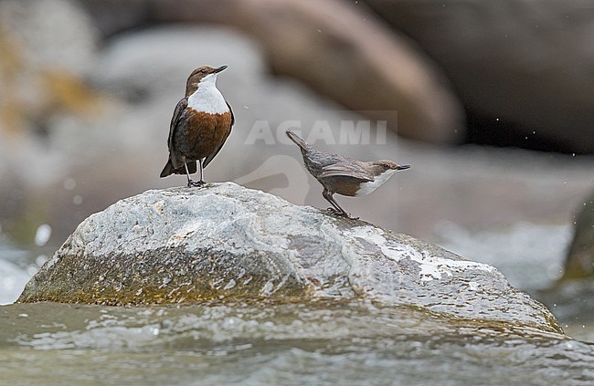 White-throated Dipper, Waterspreeuw stock-image by Agami/Alain Ghignone,