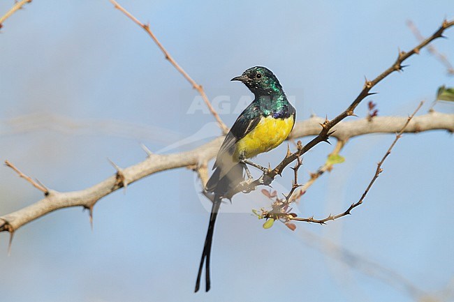 Nile Valley Sunbird - Hedydipna metallica, Oman, adult male stock-image by Agami/Ralph Martin,