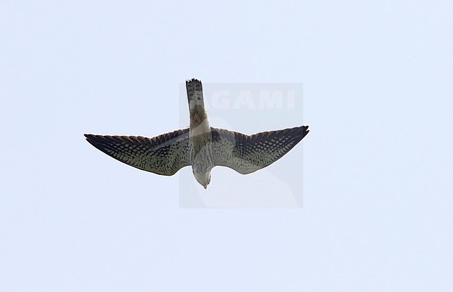 Amur Falcon (Falco amurensis) in flight during autumn migration in Thailand. stock-image by Agami/Brian Sullivan,