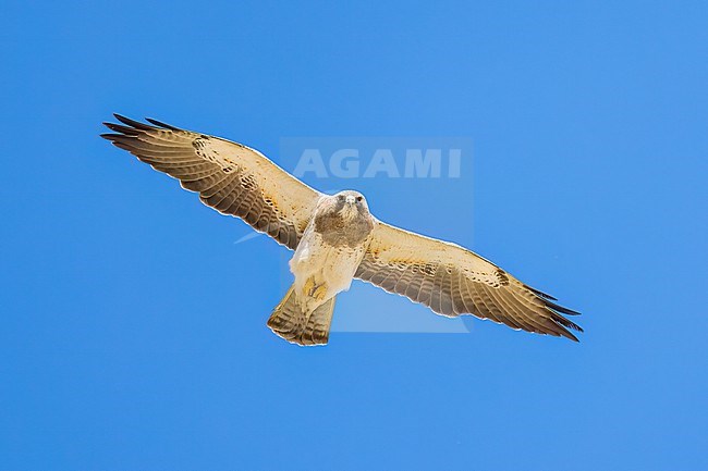 Adult (light morph)
San Diego Co., CA
April 2023 stock-image by Agami/Brian E Small,