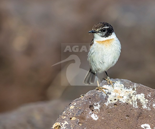 First winter male Fuerteventura Chat sitting on a rock in a rocky  gully near Puerto del Rosario, Fuerteventura, Canary Islands. December 27, 2017. stock-image by Agami/Vincent Legrand,