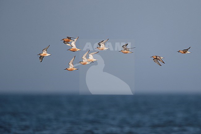 Flock of adult Red Knot (Calidris canutus) flying over water during migration at Blåvandshuk, Denmark stock-image by Agami/Helge Sorensen,