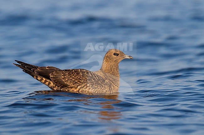 Kleine Jager, Parasitic Jaeger, Germany, 1st cy stock-image by Agami/Ralph Martin,