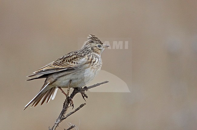 Veldleeuwerik in takje; Eurasian Skylark perched on a twig stock-image by Agami/Markus Varesvuo,