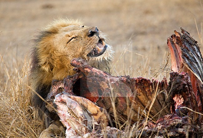 Mannetje Afrikaanse Leeuw etend van prooi; Male African Lion feeding on prey stock-image by Agami/Marc Guyt,
