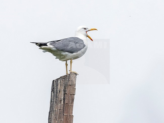Adult Steppe Gull perched on a post in Rebristyy near Ekaterinburg, Russia. June 12, 2016. stock-image by Agami/Vincent Legrand,