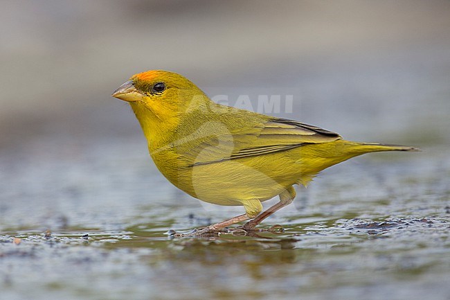 A male Orange-fronted Yellow Finch (Sicalis columbiana columbiana) at Inírida, Guainía, Colombia. stock-image by Agami/Tom Friedel,