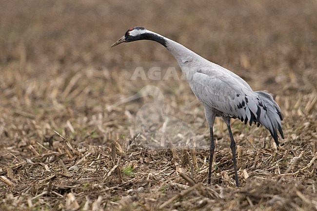 Kraanvogel staand in veld; Common Crane perched in field stock-image by Agami/Han Bouwmeester,