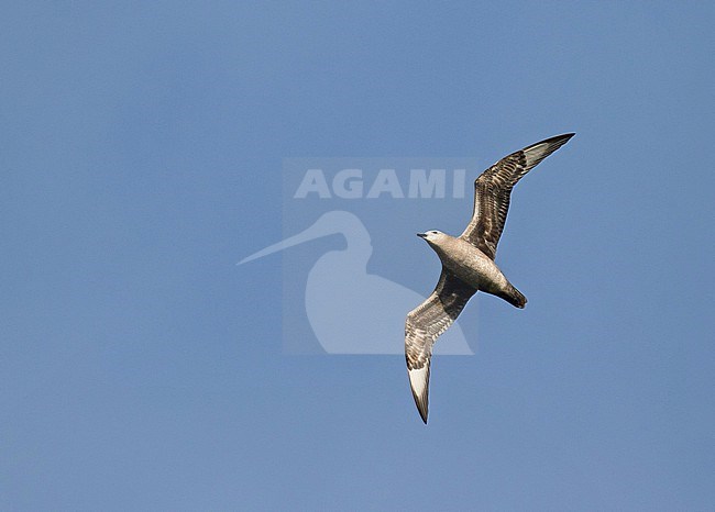 Kermadec petrel (Pterodroma neglecta) flying over Kauai island, Hawaii, United States. A polymorphic of gadfly petrel. stock-image by Agami/Pete Morris,