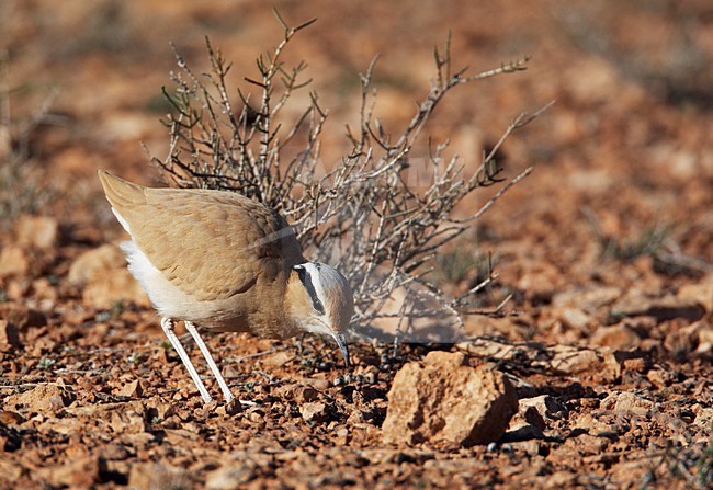 Renvogel in halfwoestijn; Cream-coloured Courser semi desert stock-image by Agami/Markus Varesvuo,