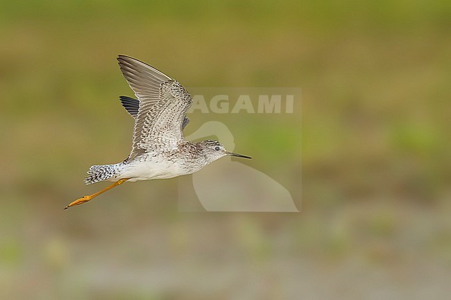 Adult breeding
Galveston Co., TX
May 2023 stock-image by Agami/Brian E Small,