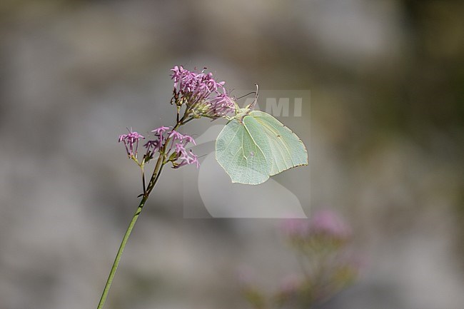 Cleopatra resting on small plant in France. stock-image by Agami/Iolente Navarro,